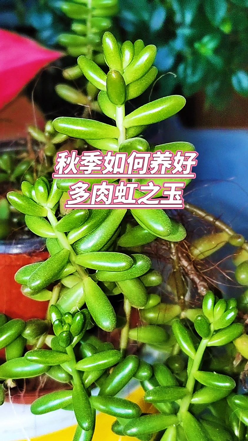 秋季如何养好多肉虹之玉?