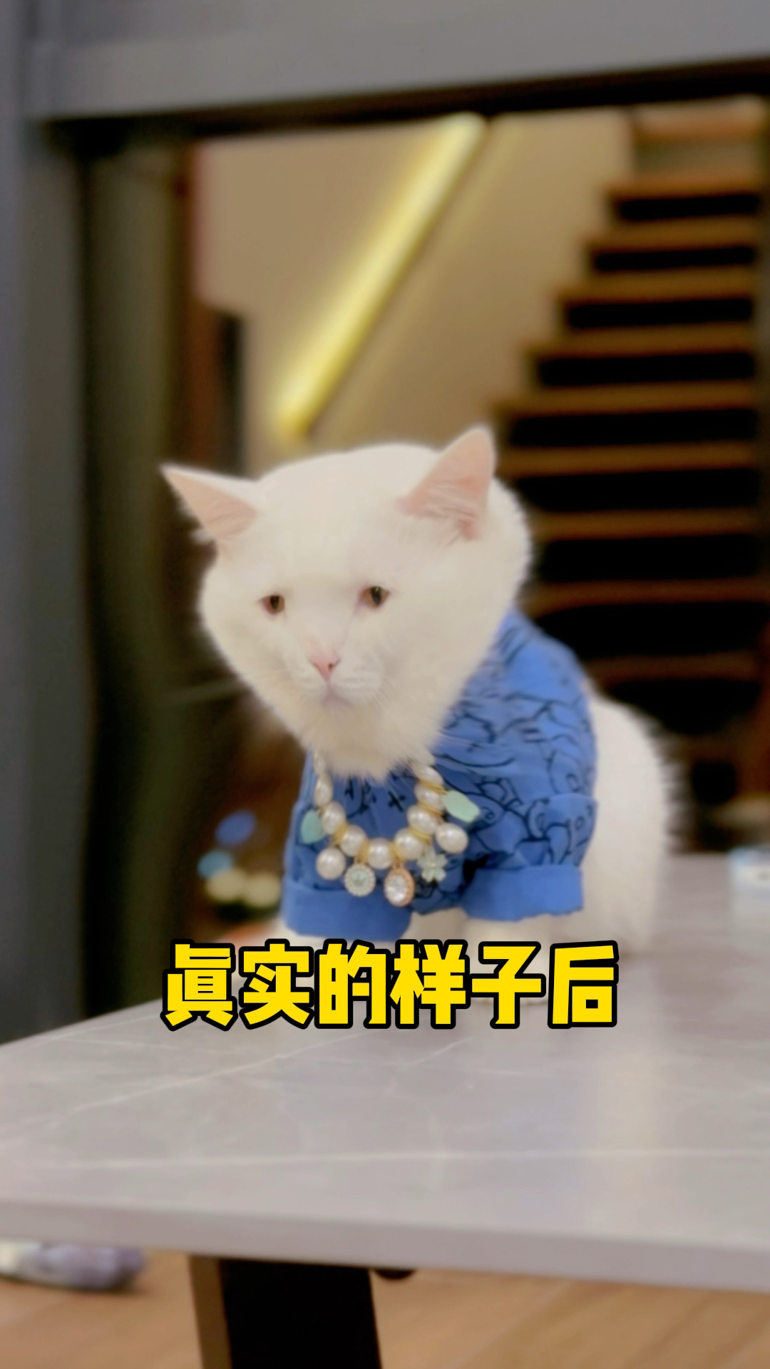 我家猫长得有点像外星人