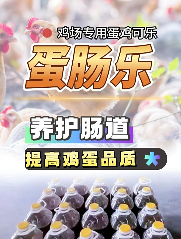 养鸡就是养肠道!蛋肠乐守护鸡群肠道健康