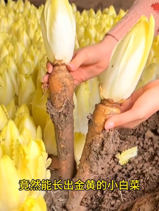 一种“娃娃菜”从欧洲传入,以为是转基因?殊不知卖价昂贵!