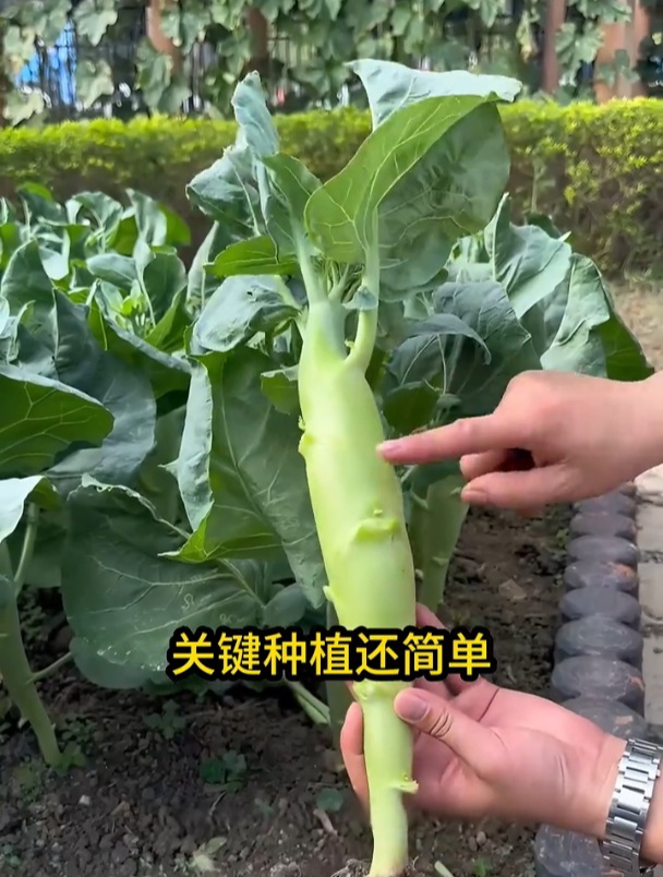 这种蔬菜有胳膊粗,长得就像大鸡腿,炒菜比肉香!