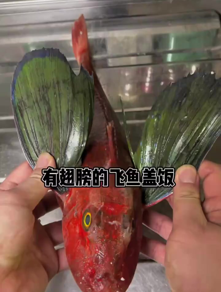 六眼飞鱼盖饭非常好