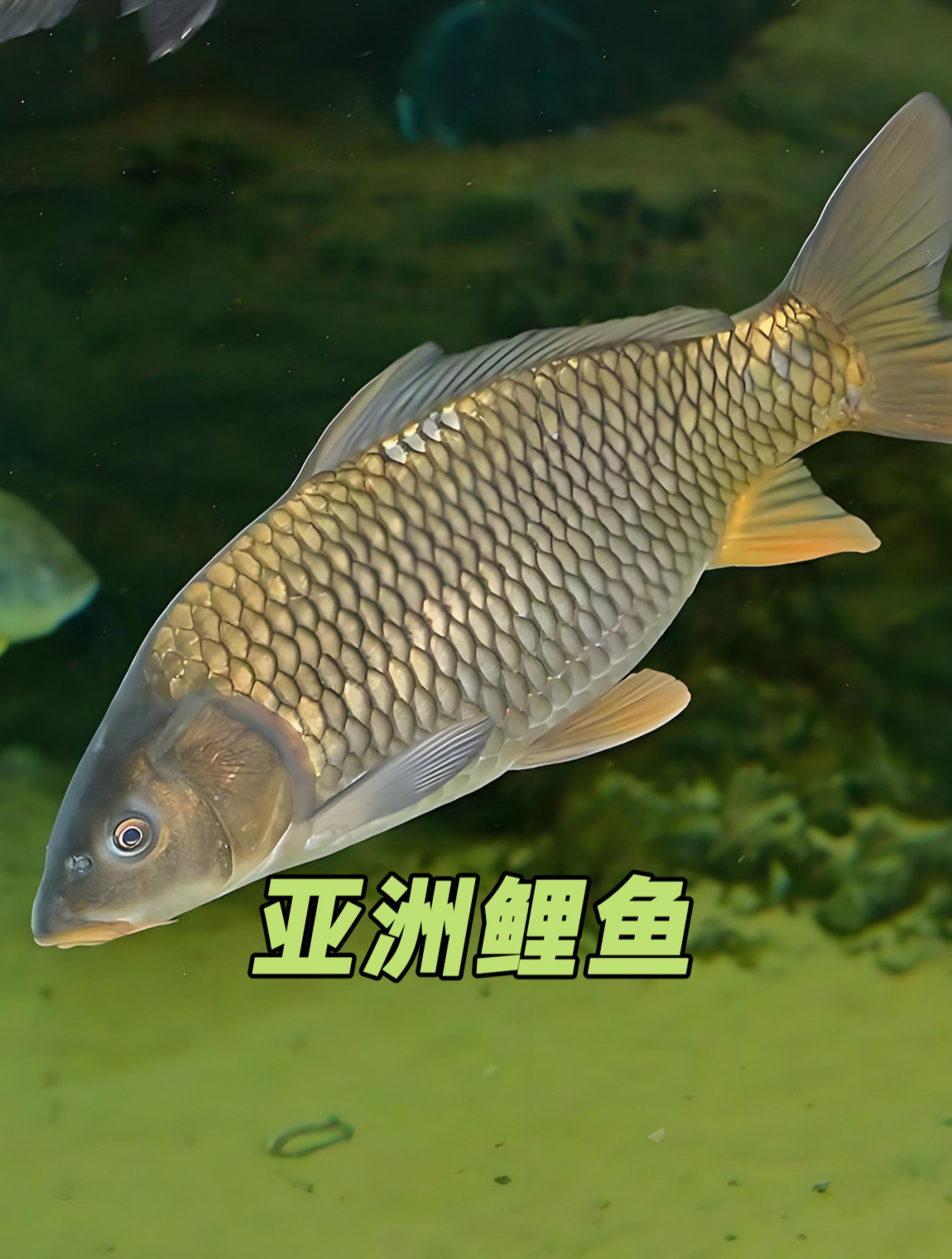 亚洲鲤鱼