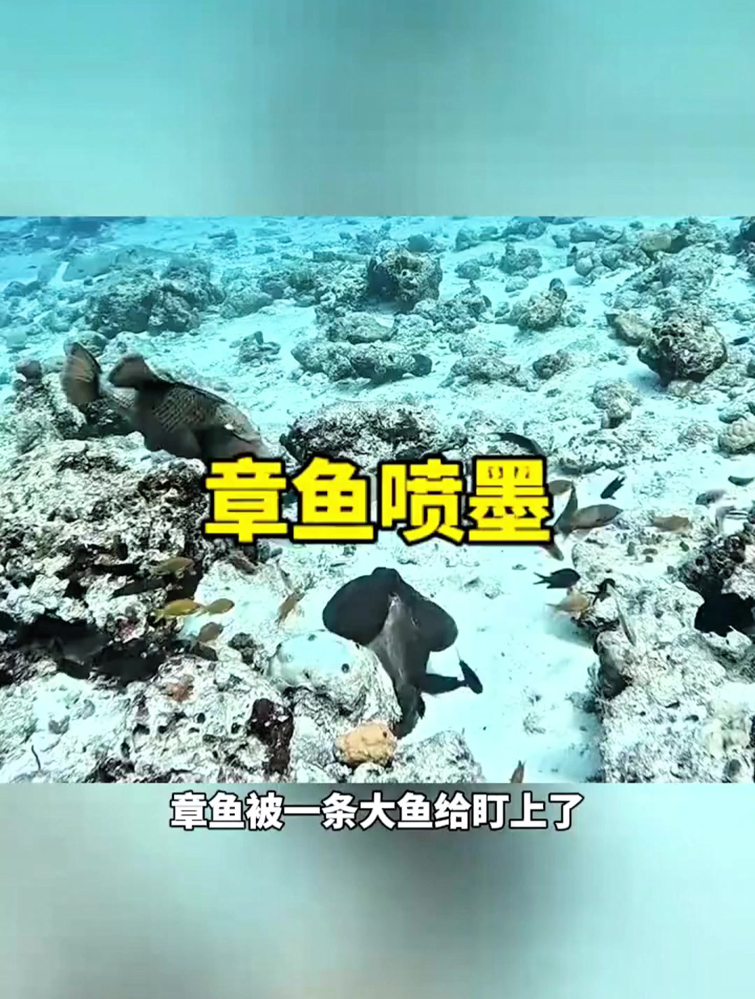 章鱼遇到危险,直接喷墨