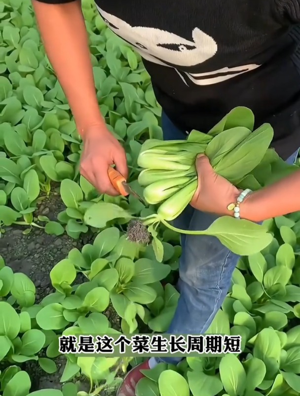 生长周期短,不用复杂管理,鸡毛菜比豆腐还嫩!
