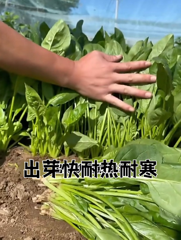 大叶菠菜叶片肥厚,越冷口感越好!