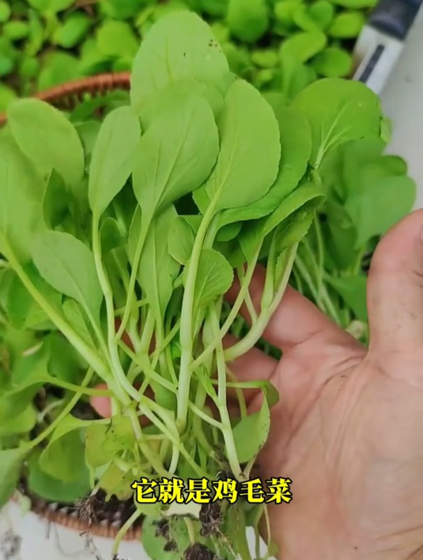 现在种上点鸡毛菜,20天就成熟,口感比豆腐还嫩!