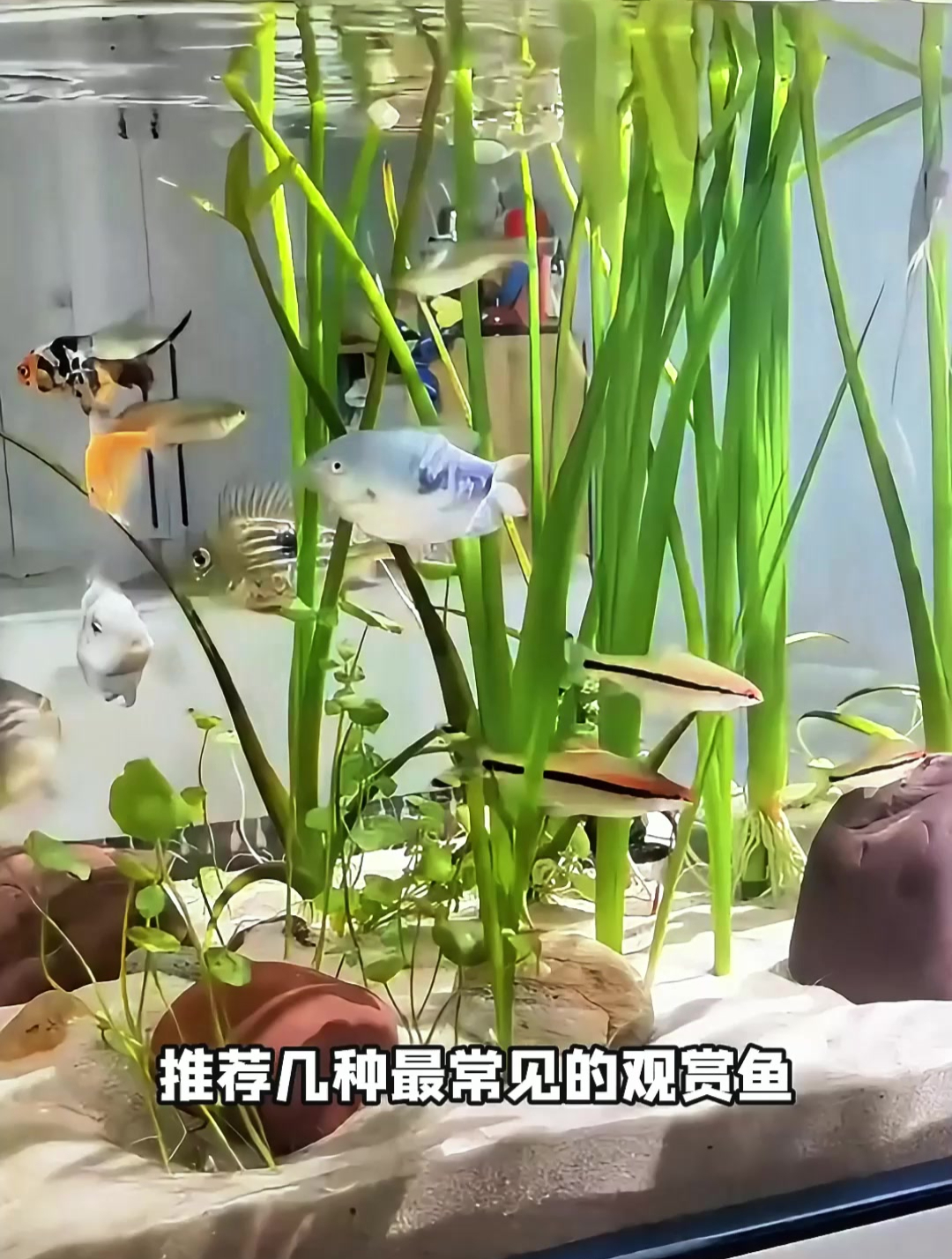 中小型观赏鱼集合,你认得几种?