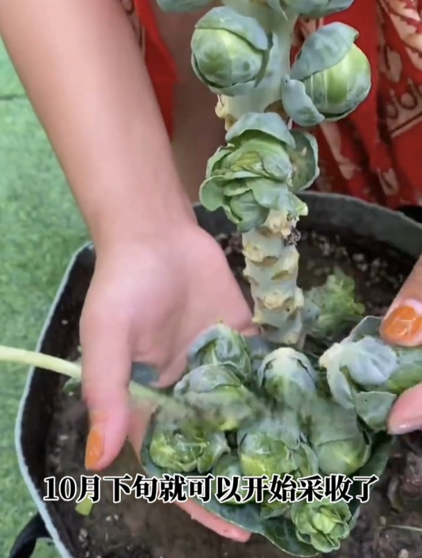 营养赛过牛羊肉,孢子甘蓝种的人少,市场售价极高!