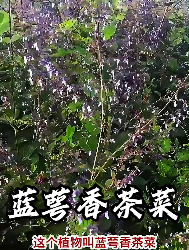 蓝萼香茶菜也叫山薄荷,拿它泡茶饮用,可以提高身体免疫力