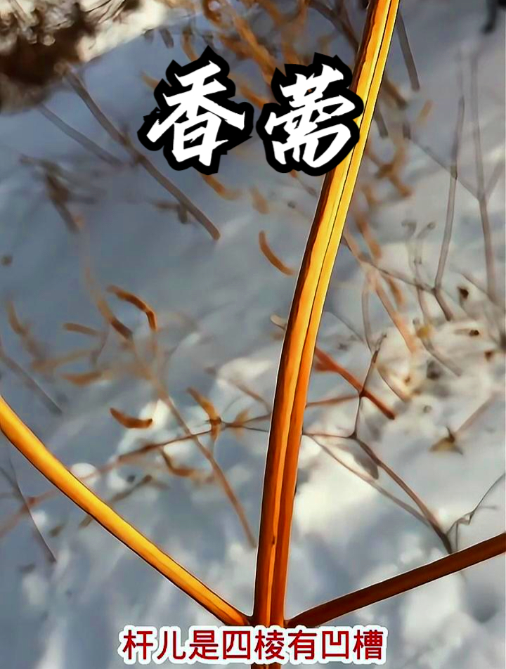 香薷也叫水荆芥,拿它泡茶饮用,有助于身体消化