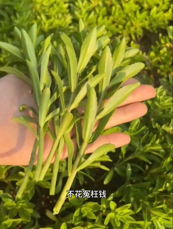 养心菜是蔬菜中的“钙王”,补钙更安全,不花冤枉钱!