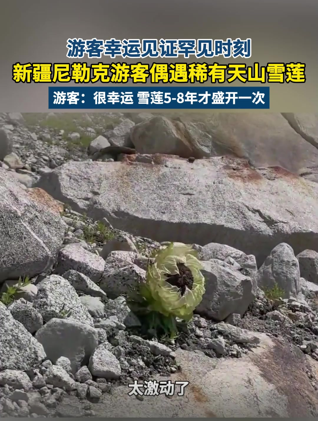 游客幸运见证罕见时刻,新疆尼勒克游客偶遇稀有的天山雪莲!