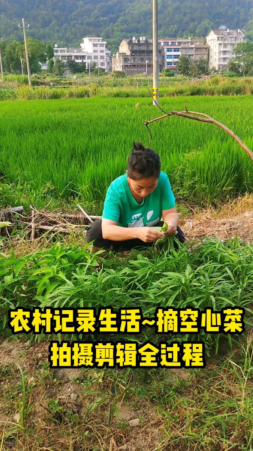 记录生活菜地摘菜,拍摄剪辑全过程#记录生活#拍摄技巧#剪辑教程