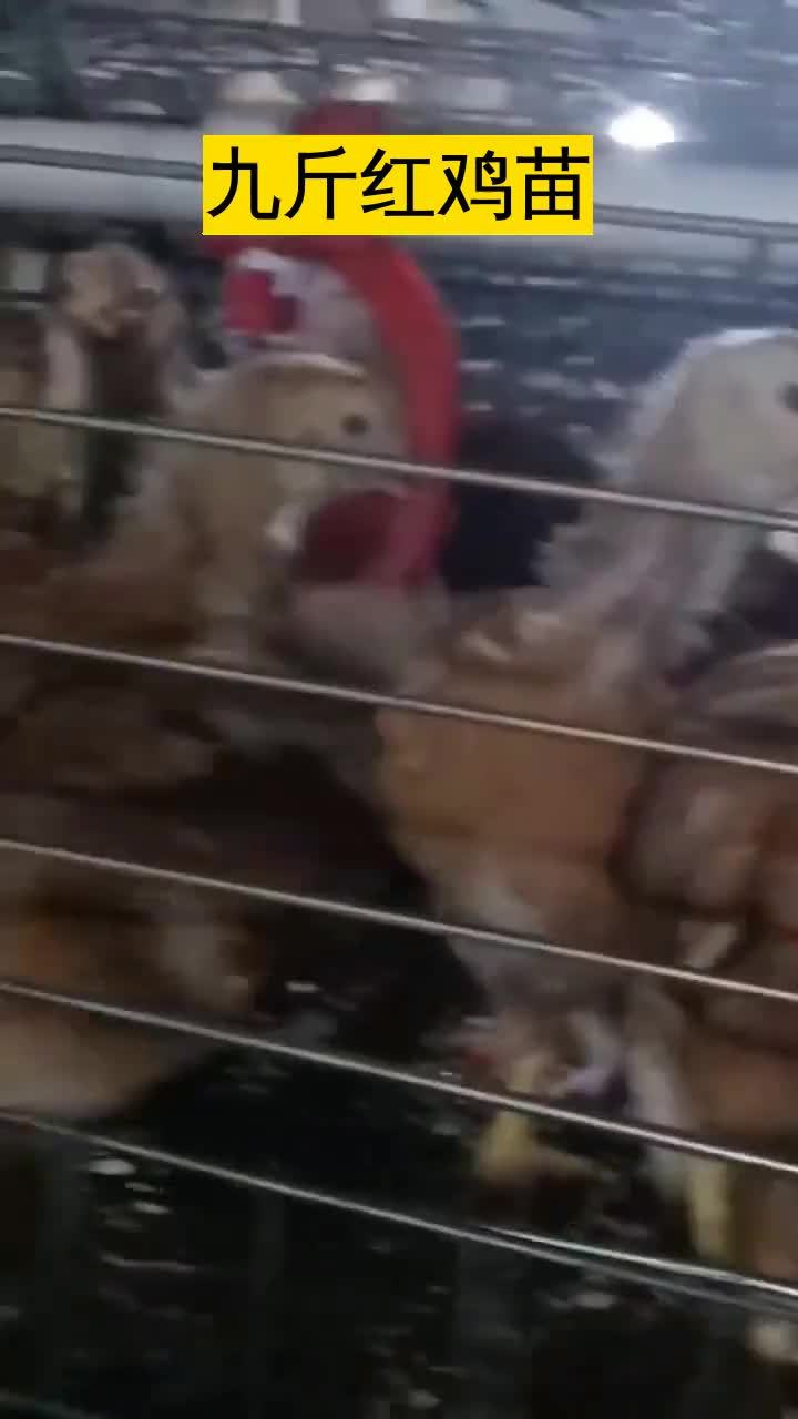 大红公鸡苗选择九斤红种鸡场,开启您养殖事业的成功之路。大红公