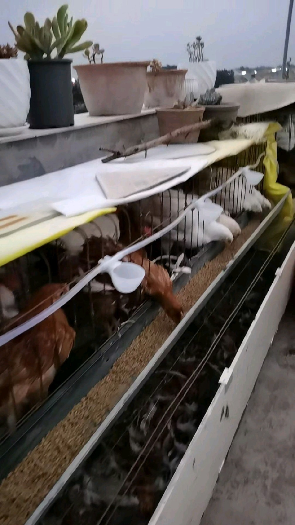 我又把鸡倒腾到外面了