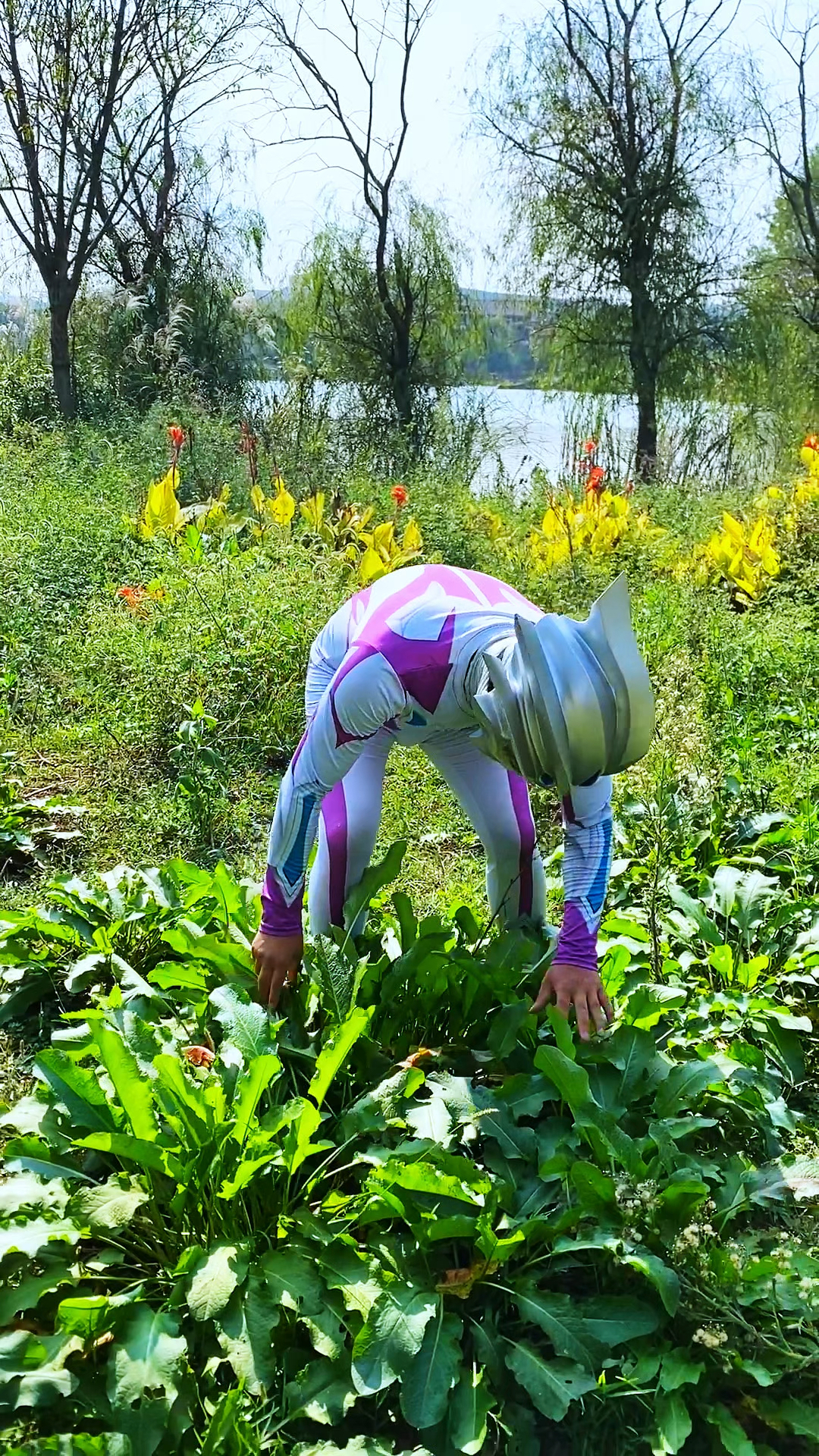 赛罗哥哥发现了超级大的大白菜