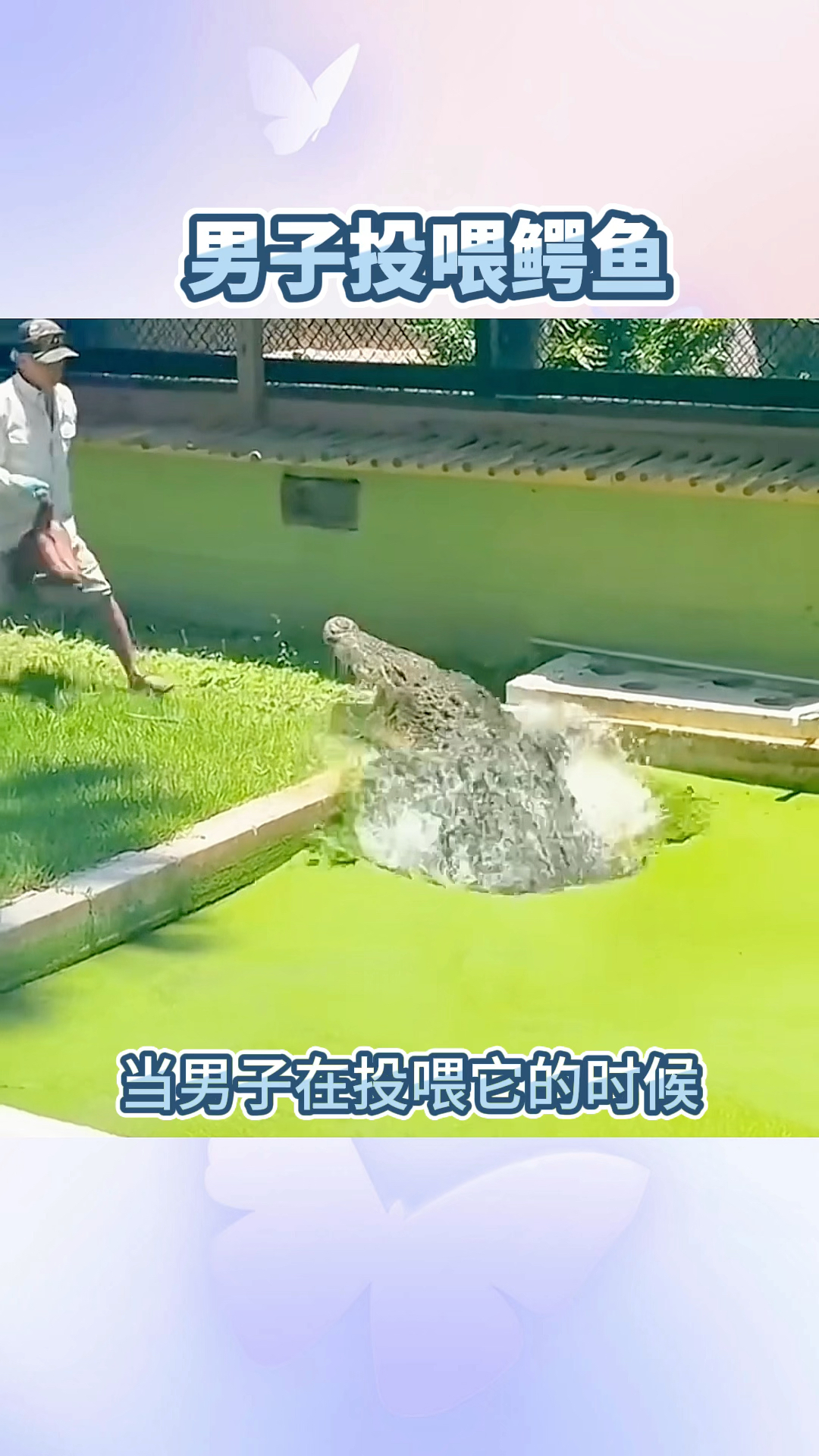 男子投喂鳄鱼,太惊险了