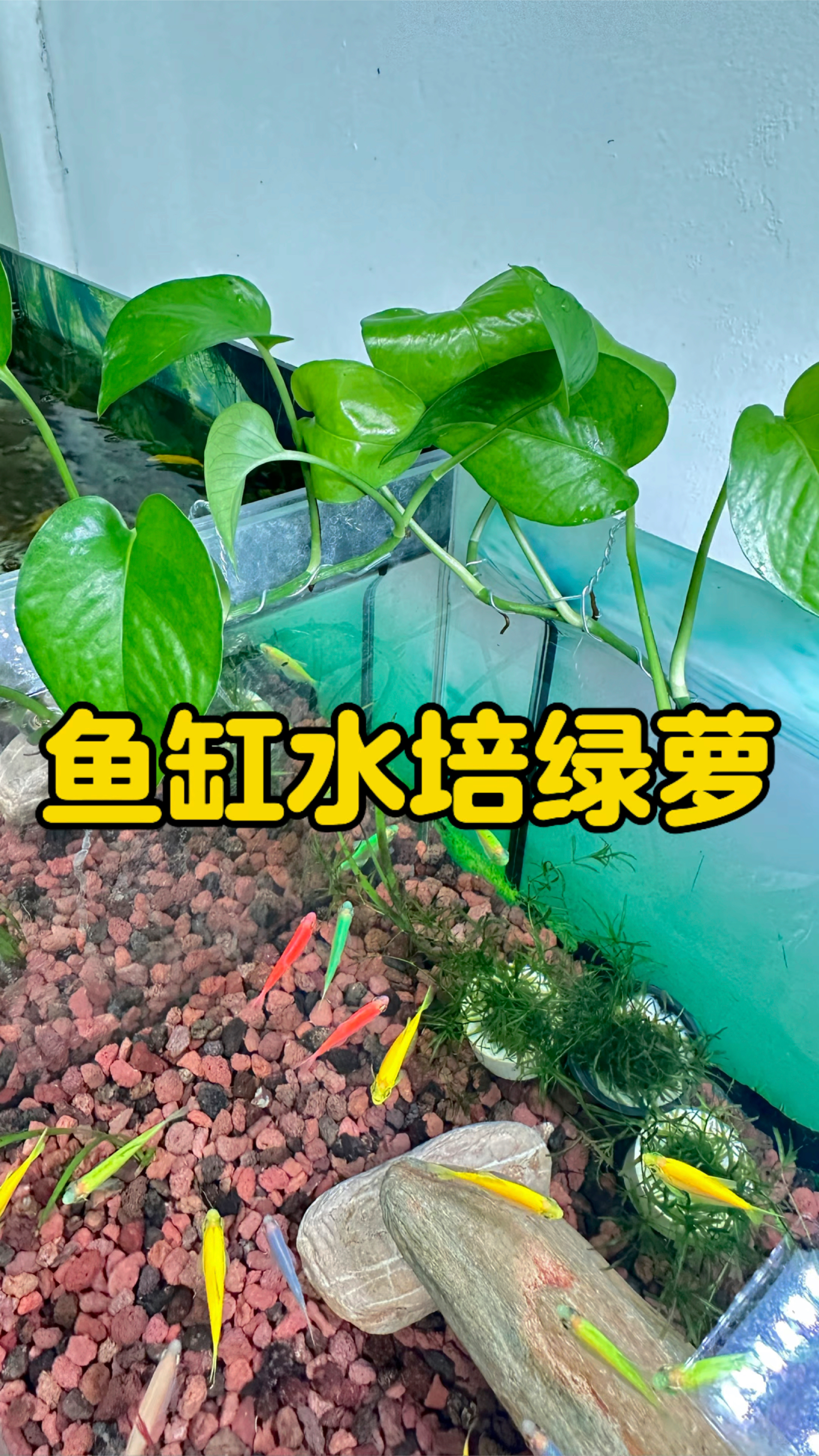 教你用一根铁丝,就能在鱼缸里水培绿萝