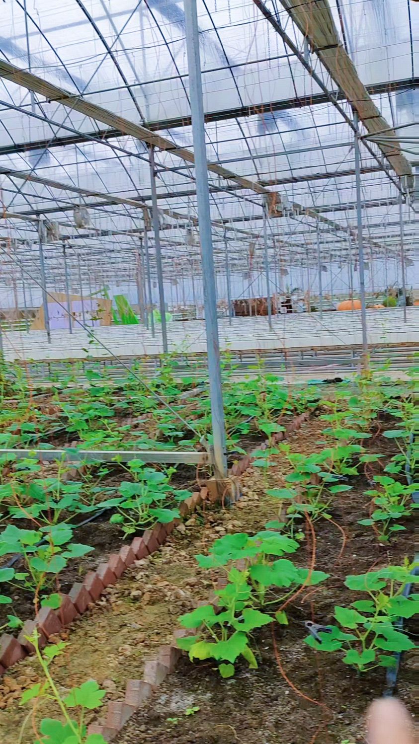 连栋大棚共享菜园