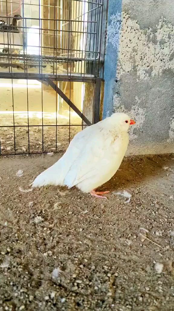 白化石鸡 呱啦鸡 鹧鸪