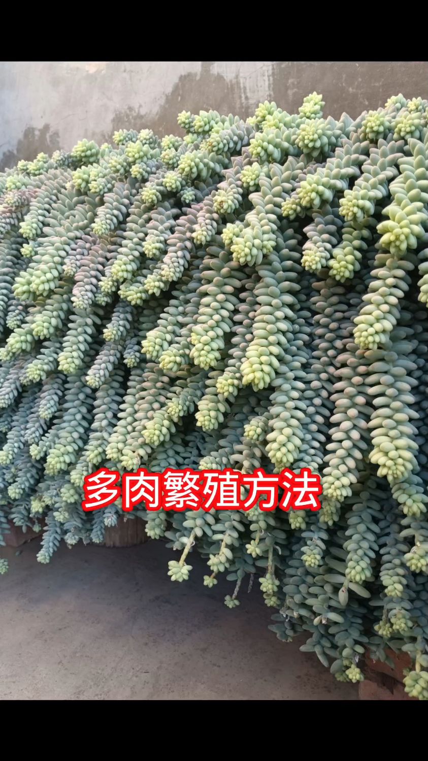 多肉最简单的繁殖方法,一盆快速变多盆