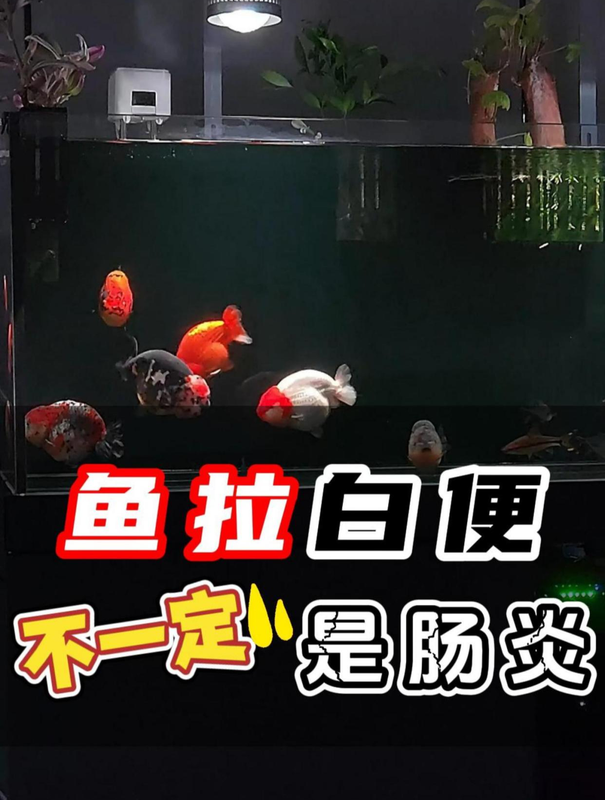 鱼拉白便不一定就是肠炎了,那怎么判断鱼得了肠炎呢