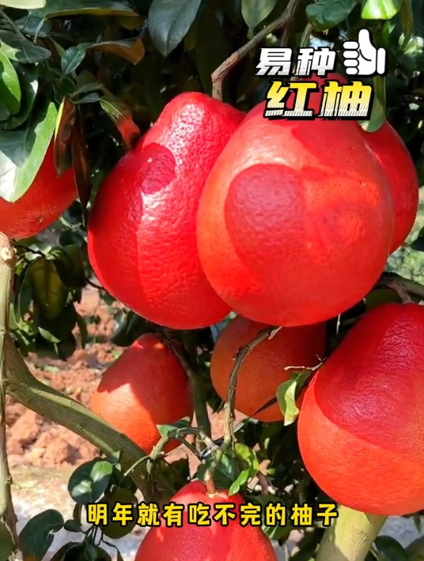 泰国暹罗红柚果肉鲜红、晶莹剔透,是柚子界妥妥的“天花板”