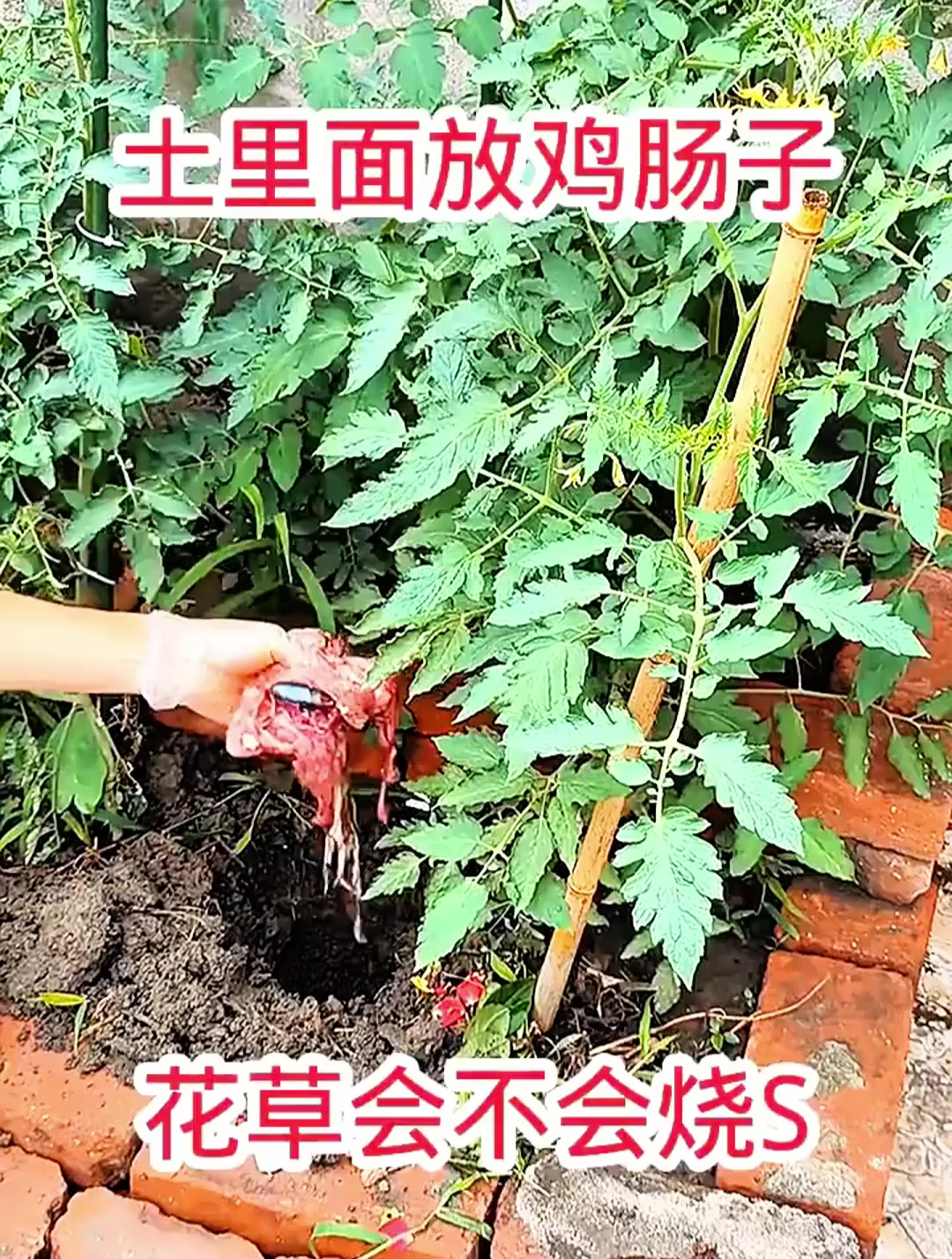 土里面放鸡肠子,花草会不会烧死