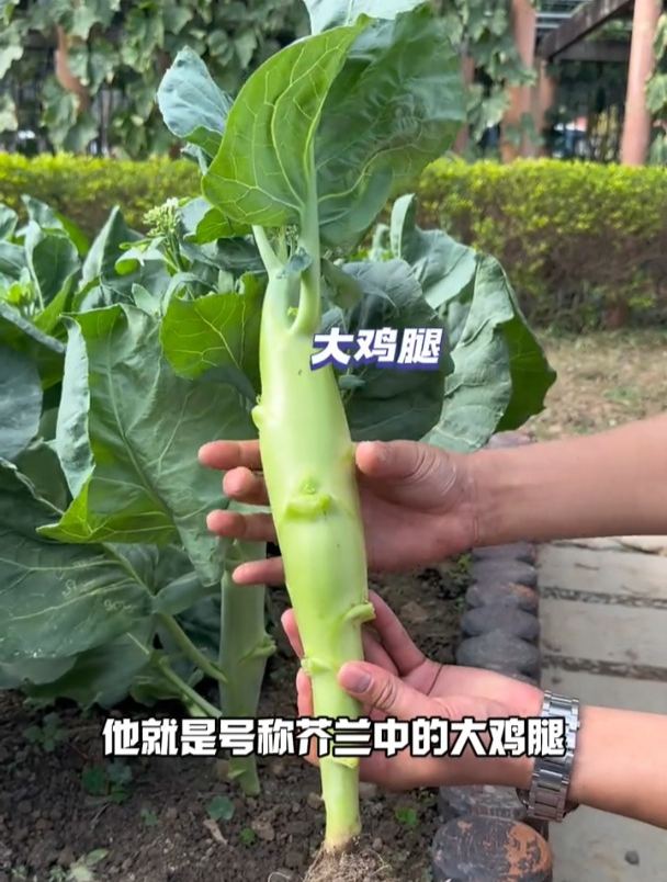 这种芥兰长着个“大鸡腿”,随便一长就比胳膊粗,皮薄肉脆吃过瘾