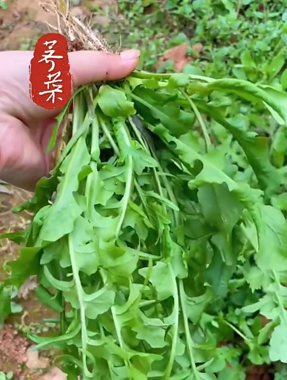 正是种荠菜的时候!种子撒下去成片,一直吃到来年春