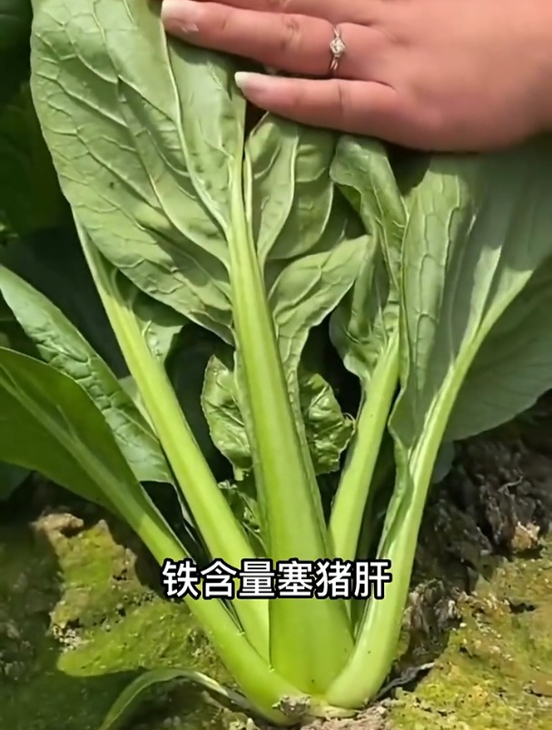 这种青梗菜耐寒,长得也快,20多天收获,现在正是种的时候