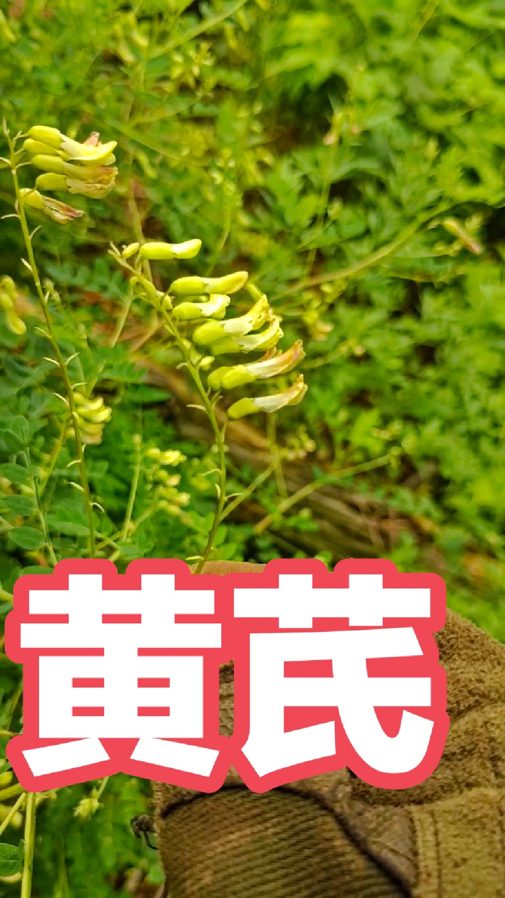 金盏银盘菊花心,深山黄芪赛人参 #你的家乡有这种植物吗 #识百草