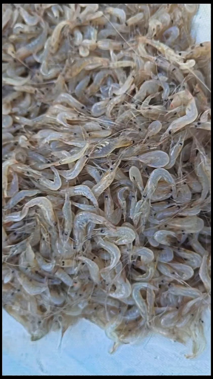 水煮小河虾,3分钟即可。虾皮补钙。