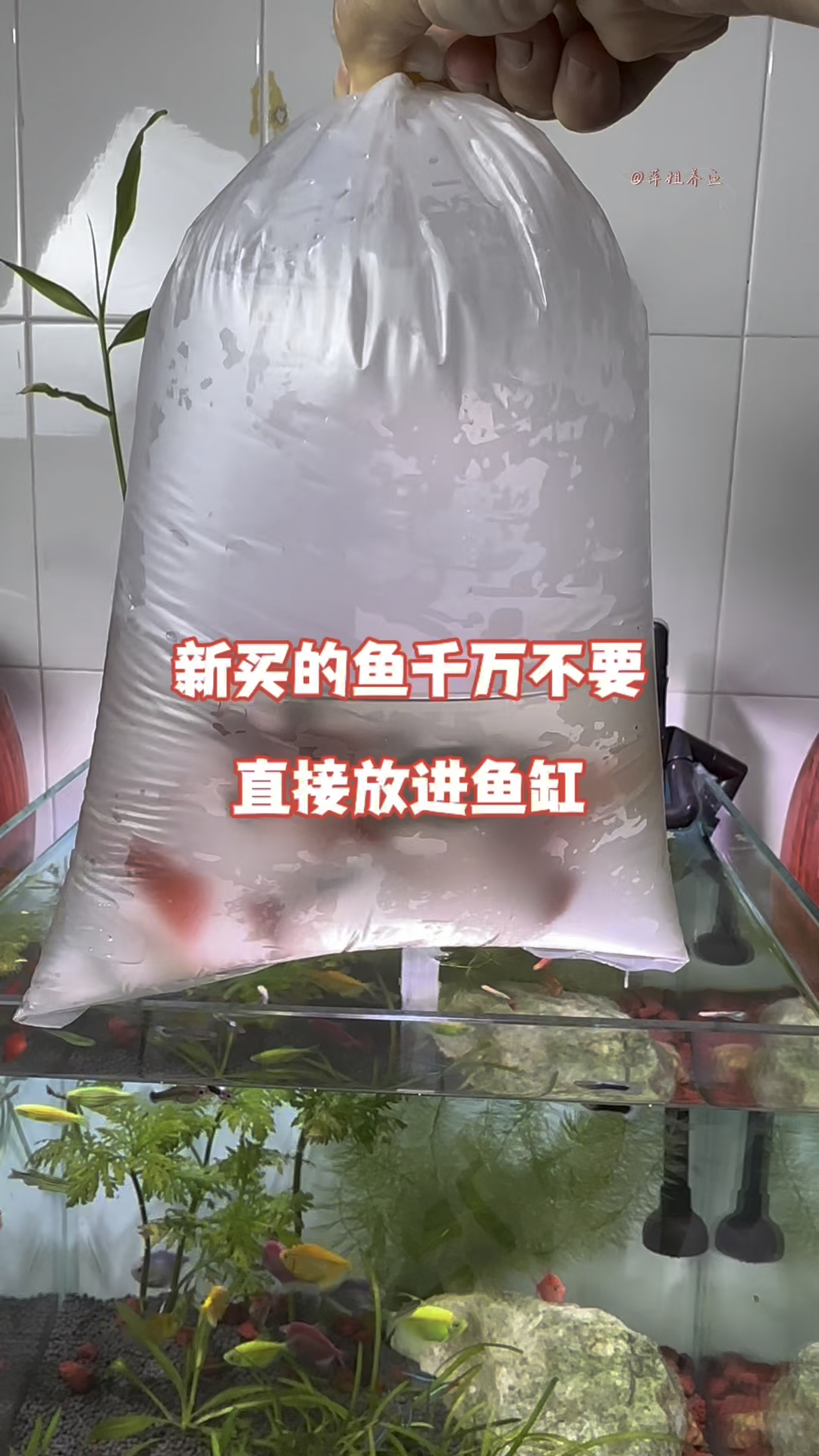 新买的鱼千万不要直接放进鱼缸#水族 #养鱼日记 #好物推荐