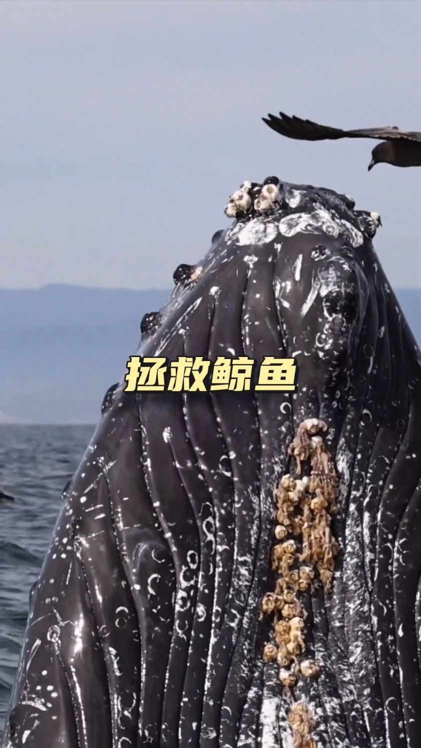 鲸鱼求助人类帮助被困的同类,救援人员大爱出手