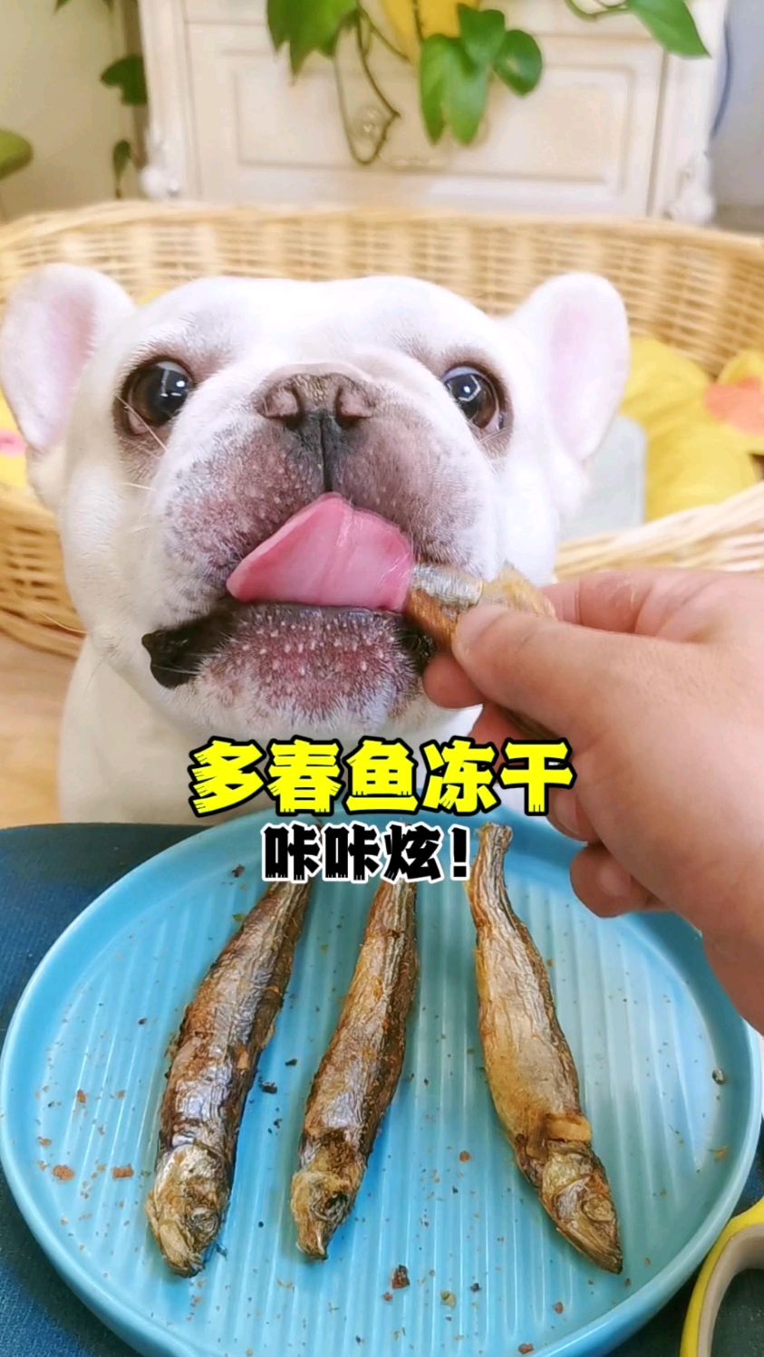 让猫狗都咔咔炫的多春鱼冻干～营养酥脆还磨牙,嘎嘎香!