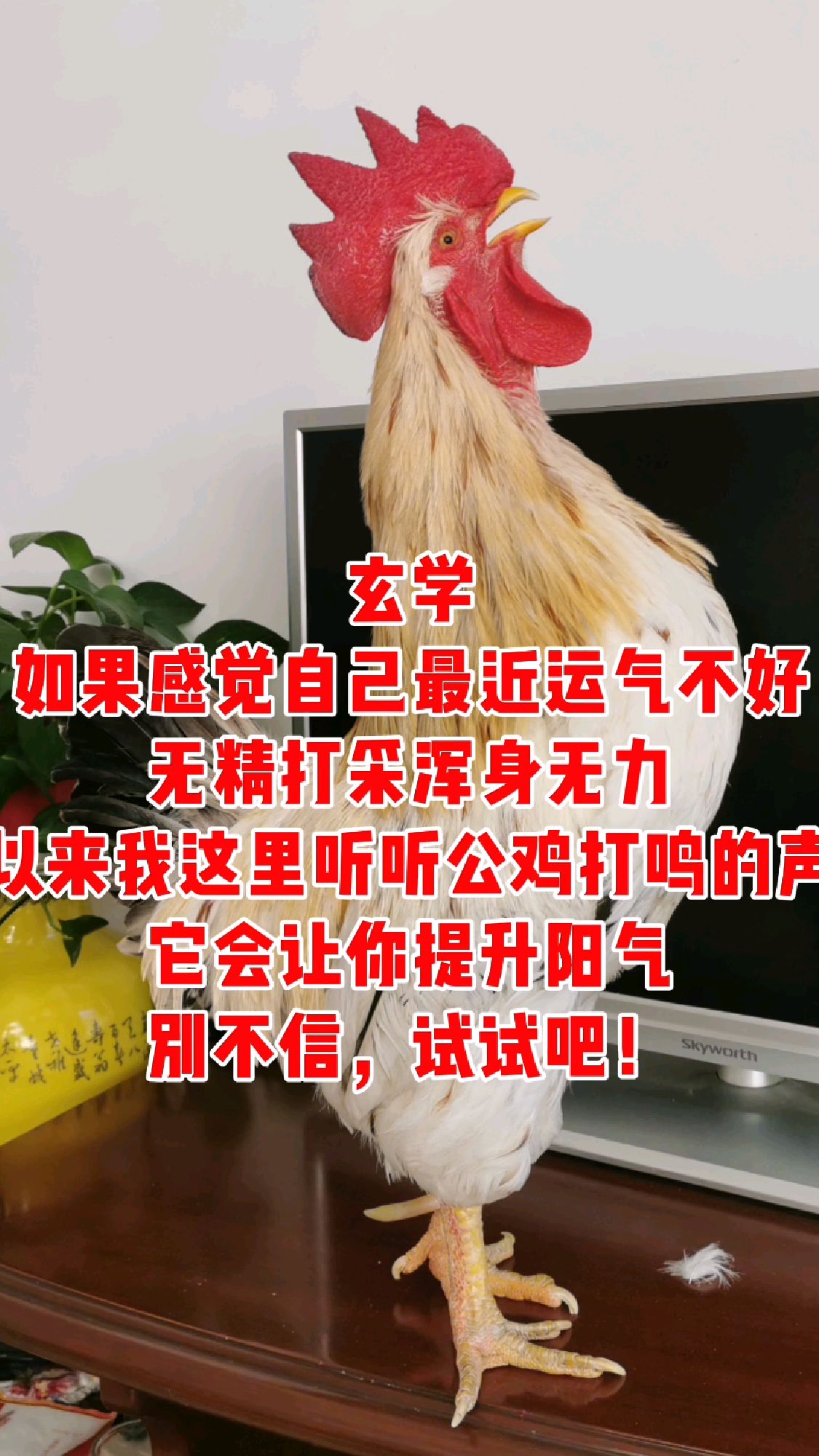 满满的正能量,大公鸡的叫声