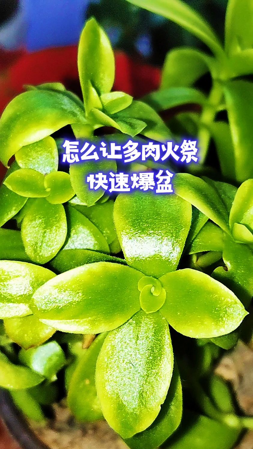 怎么让多肉火祭快速爆盆?