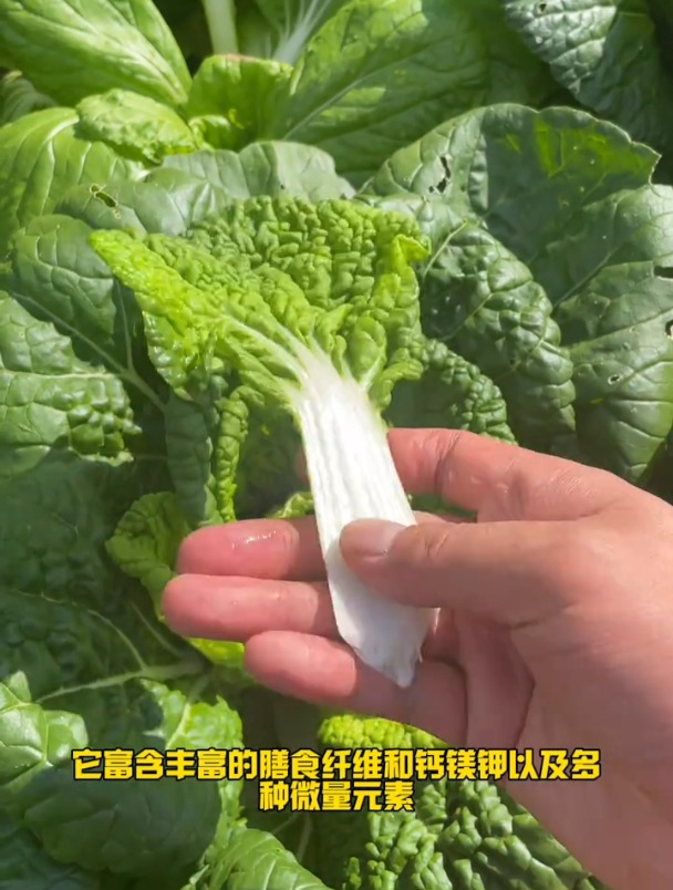 乌塌菜现在南方北方都能种,并且它耐寒性特别好,过冬没问题!