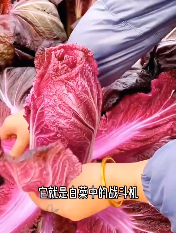 种新品种“紫白菜”,现在市面上一斤要30元,种几棵不得了!
