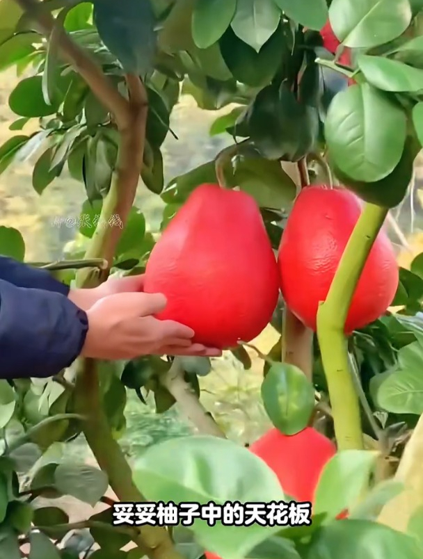 比黄金还珍贵,暹罗红柚不挑区域种植,好吃还好养!