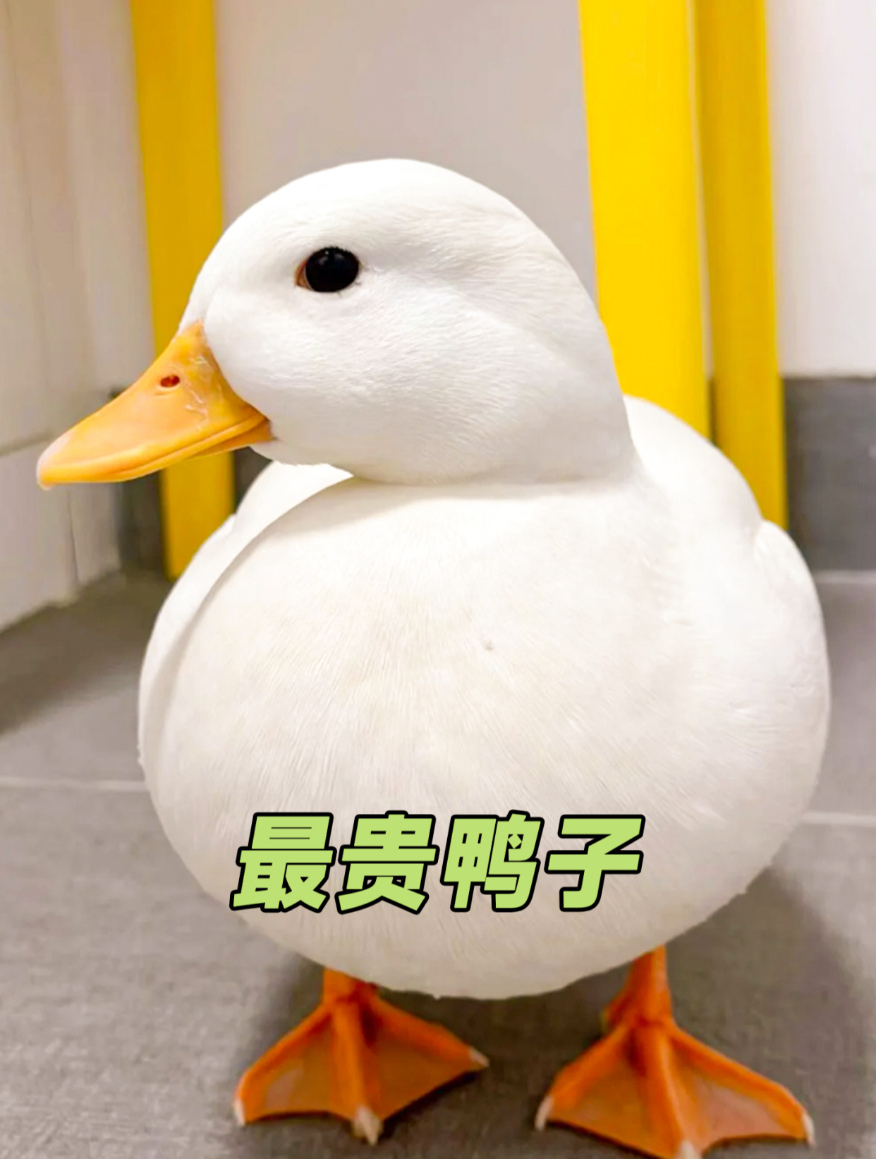 最贵鸭子