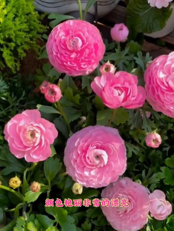 叶子像芹菜,开花像牡丹,今年来养一盆芹叶牡丹