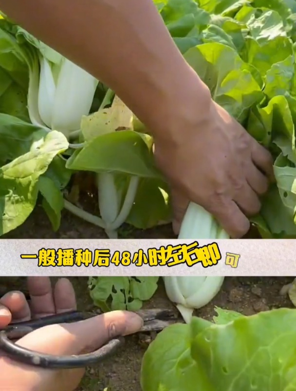 这种矮脚小白菜,不仅耐寒长得也快,30多天就能收获