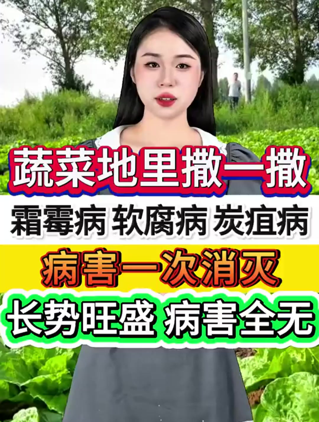 蔬菜地里撒一撒,霜霉病、软腐病、炭疽病,病害一次消灭