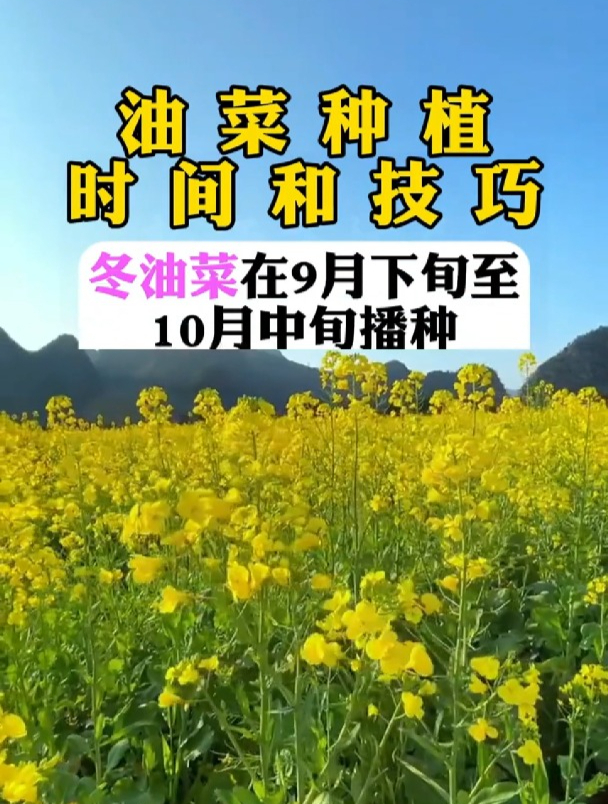 种植油菜,时间和技巧