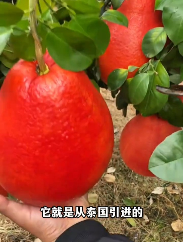泰国暹罗红柚,像挂在树上的灯笼一样,不打理结果多又快!