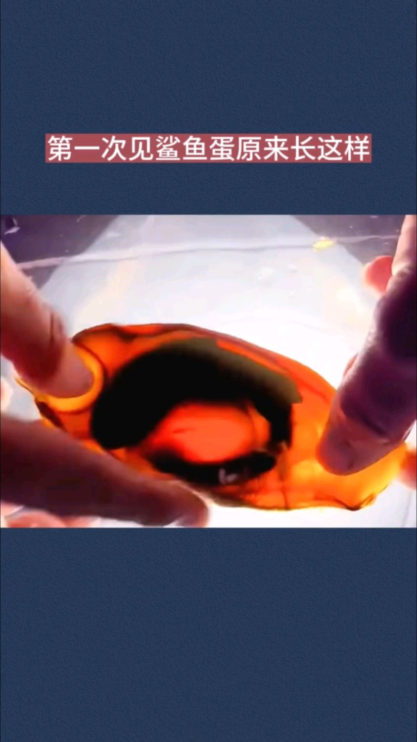 第一次见鲨鱼蛋原来长这样