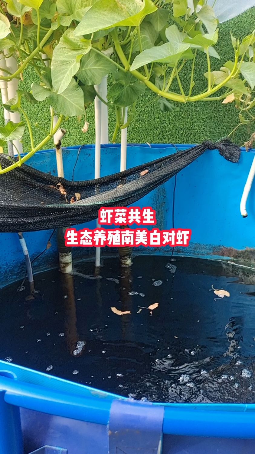 虾菜共生生态养殖南美白对虾